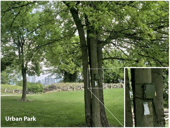 Nashville Autonomous Recording + BirdNET Project